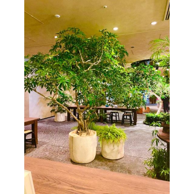 船橋デリヘル 風俗｜人妻デリバリーヘルス『秘密倶楽部 凛 船橋店』みいなの日記