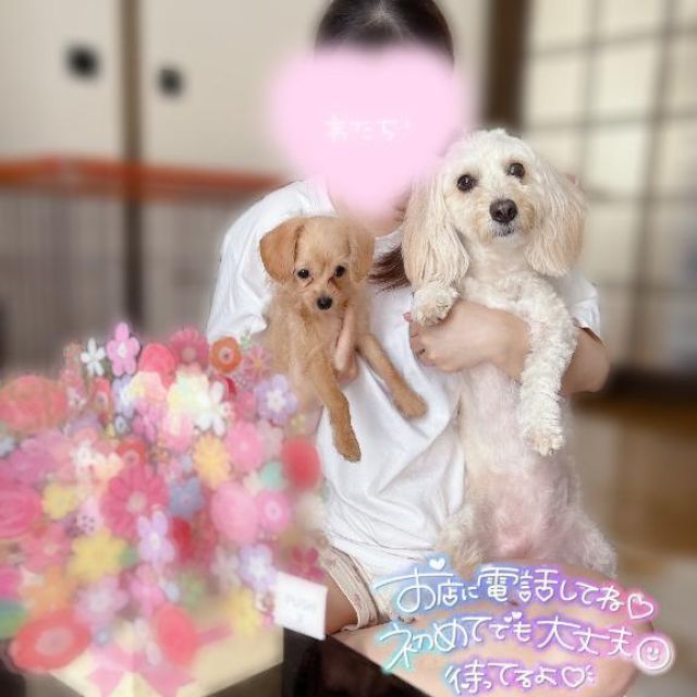 船橋デリヘル 風俗｜人妻デリバリーヘルス『秘密倶楽部 凛 船橋店』七葉（ななは）さんの日記画像