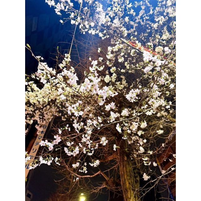 船橋デリヘル 風俗｜人妻デリバリーヘルス『秘密倶楽部 凛 船橋店』りおさんの日記画像