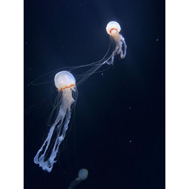 船橋デリヘル 風俗｜人妻デリバリーヘルス『秘密倶楽部 凛 船橋店』りのさんの写メ日記【:)202...】