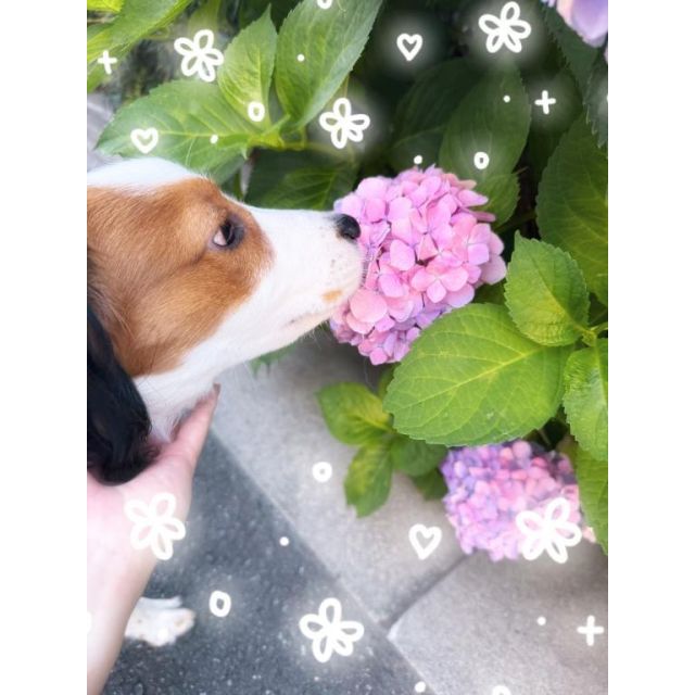 船橋デリヘル 風俗｜人妻デリバリーヘルス『秘密倶楽部 凛 船橋店』りりさんの写メ日記【紫陽花︎✿】