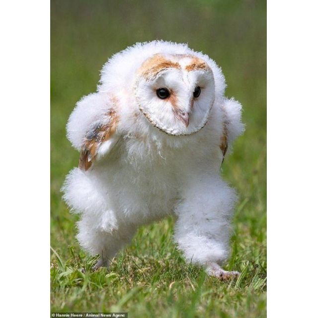 船橋デリヘル 風俗｜人妻デリバリーヘルス『秘密倶楽部 凛 船橋店』まこの日記