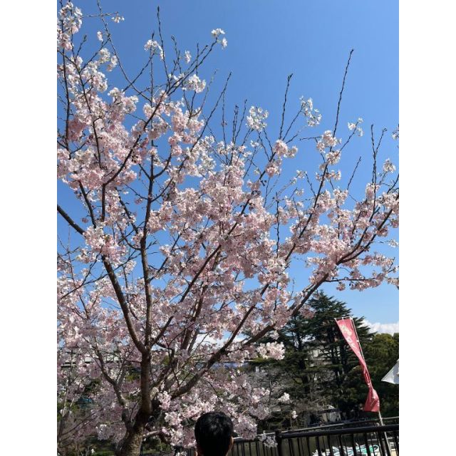 船橋デリヘル 風俗｜人妻デリバリーヘルス『秘密倶楽部 凛 船橋店』つむぎさんの日記画像