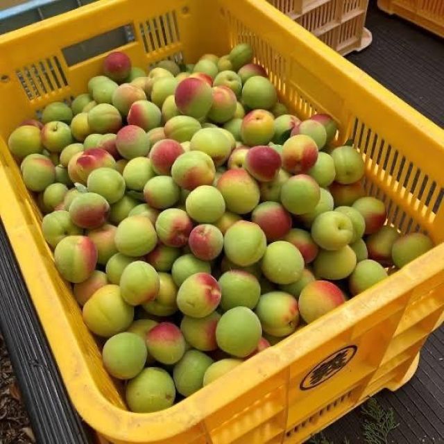 千葉風俗『秘密倶楽部 凛 千葉店』千秋(ちあき)の日記