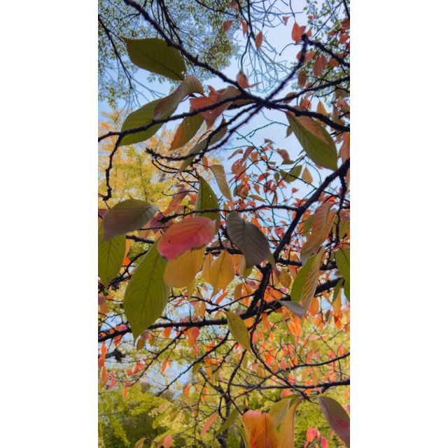 千葉風俗『秘密倶楽部 凛 千葉店』千秋(ちあき)の日記