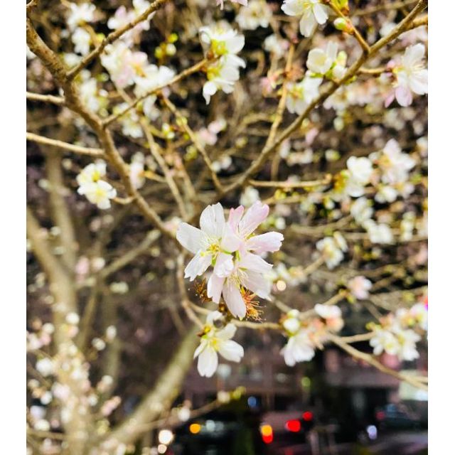 千葉風俗『秘密倶楽部 凛 千葉店』みいなの日記