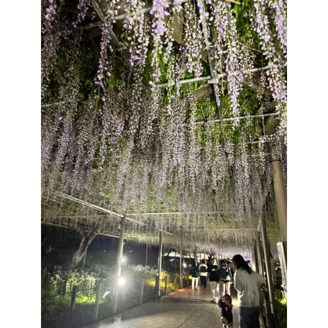 千葉風俗『秘密倶楽部 凛 千葉店』咲乃小春さんの写メ日記【次回25日...】