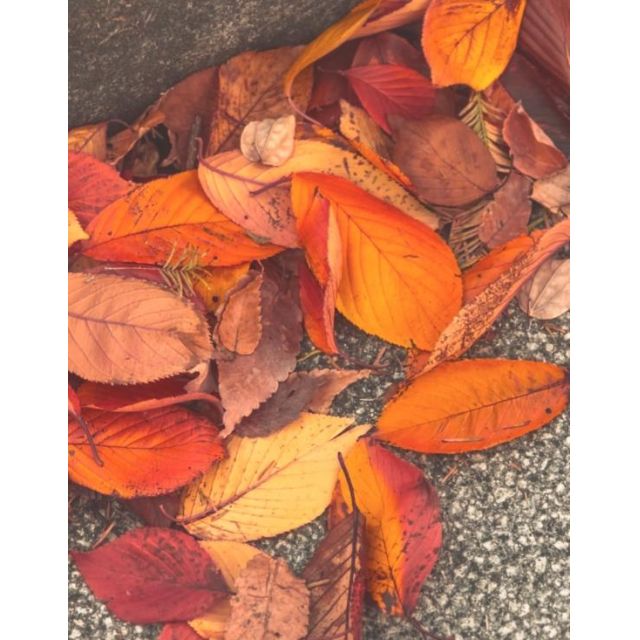 千葉風俗『秘密倶楽部 凛 千葉店』くるみの日記