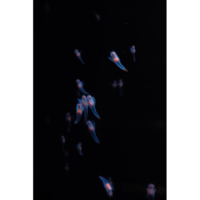 千葉風俗『秘密倶楽部 凛 千葉店』くるみの日記