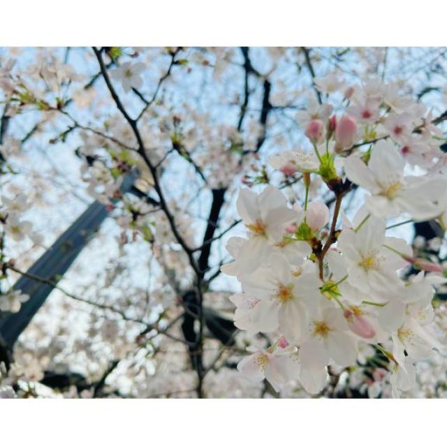 千葉風俗『秘密倶楽部 凛 千葉店』ももかさんの写メ【momoka】